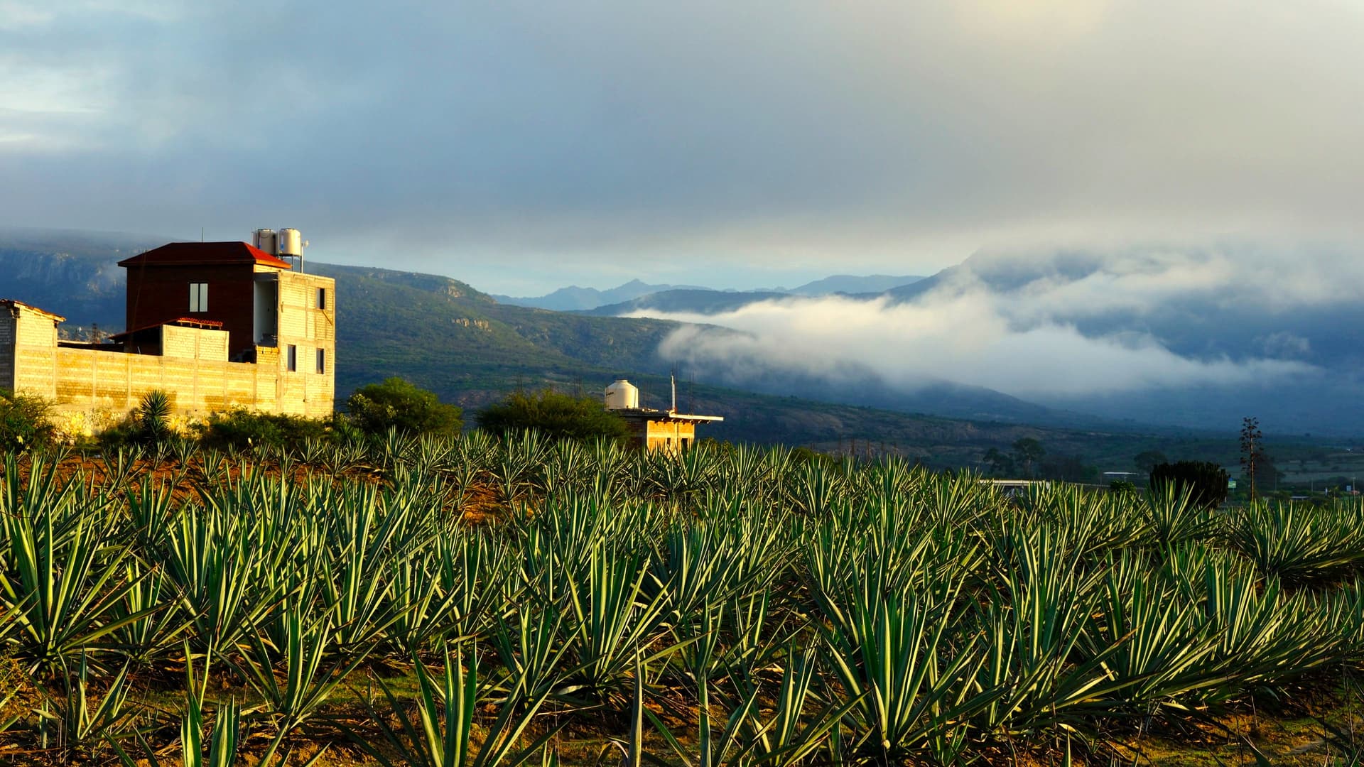 Oaxaca y el sur indígena